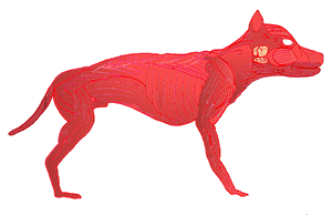 Masse musculaire Muscles