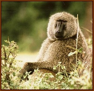 L'ours brun d'Europe