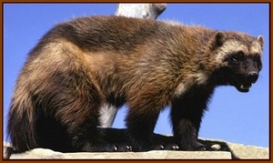 Le carcajou, plus connu sous le nom de Glouton