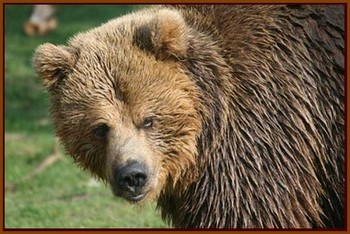 L'ours brun d'Europe