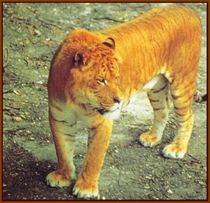 Tigron : hybride entre lion 1et tigre